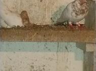 Grajewo ogłoszenia: Sprzedam 4 pary parzyste budapesztów 15 zł sztuka - zdjęcie