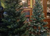 Grajewo ogłoszenia: Sprzedam choinki ,180 cm.-120 zł. i 150 cm .-100 zł. G-wo... - zdjęcie