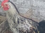 Grajewo ogłoszenia: Sprzedam koguty - zdjęcie