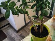 Grajewo ogłoszenia: Powitać sprzedam kwiaty
Zapraszam
- tel. 794 120 435
Cena od 8... - zdjęcie