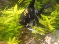 Grajewo ogłoszenia: Zamienię skalary na mniejsze rybki - zdjęcie