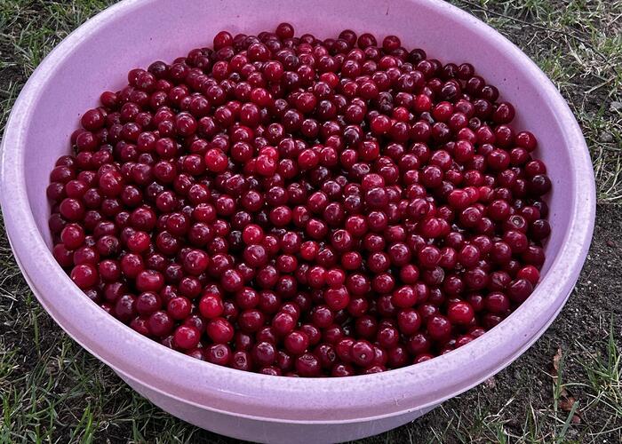 Grajewo ogłoszenia: Sprzedam świeżo zerwane wiśnie, mam 15 kg.
Cena: 12,50 zł/kg