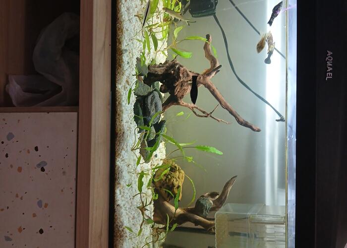 Grajewo ogłoszenia: Sprzedam akwarium 54l . Bez rybek tylko akwarium i pokrywa.