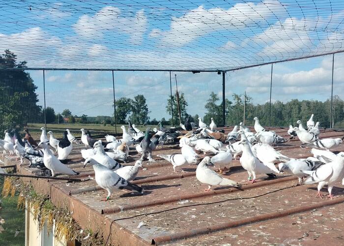 Grajewo ogłoszenia: Sprzedam gołębie widoczne na zdjęciach. Możliwość sprzedaży...