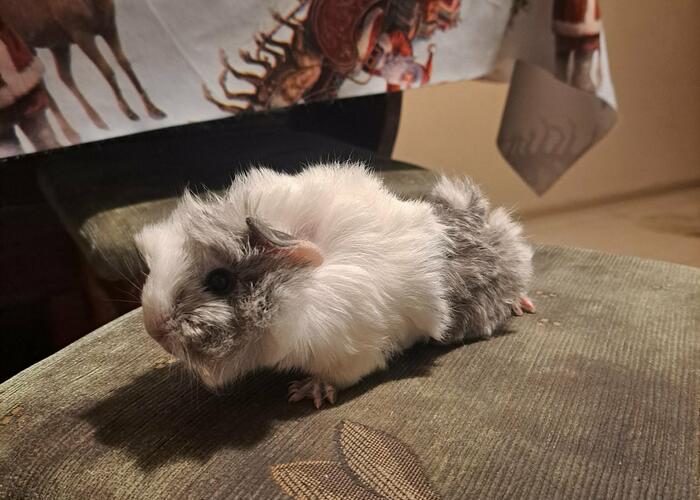 Grajewo ogłoszenia: Sprzedam Świnkę morską Peruwianke. Młody Samiec 130 zł....