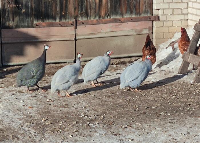 Grajewo ogłoszenia: Sprzedam dwie sztuki z widocznych na zdjęciach. Raczej obie...