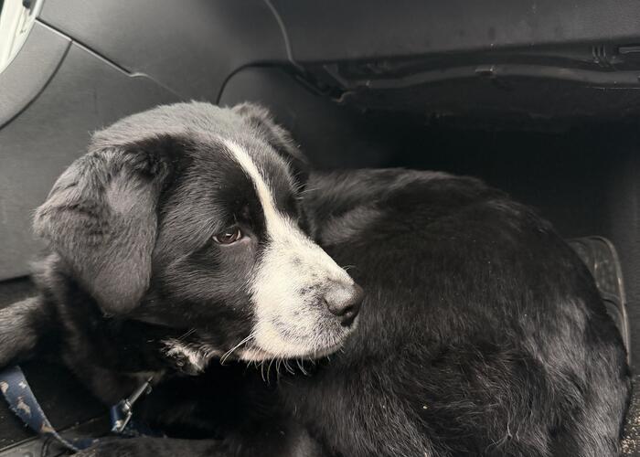 Grajewo ogłoszenia: 6 miesięcy piesek szuka domu, trafił w niewłaściwe ręce, był...