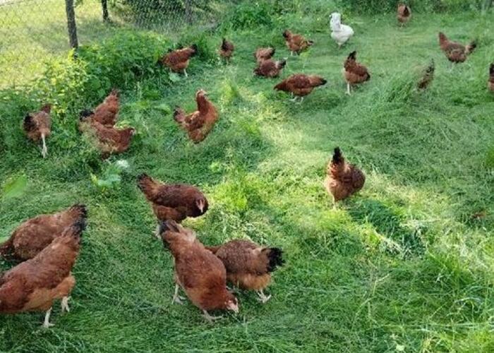 Grajewo ogłoszenia: Sprzedam kury rosa z czarnym ogonem, 24 tygodnie, już się niosą;...