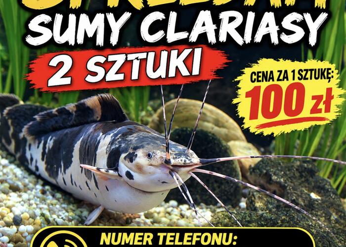 Grajewo ogłoszenia: Sumy clariasy